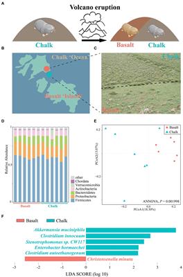 Host diet shapes functionally differentiated gut microbiomes in sympatric speciation of blind mole rats in Upper Galilee, Israel